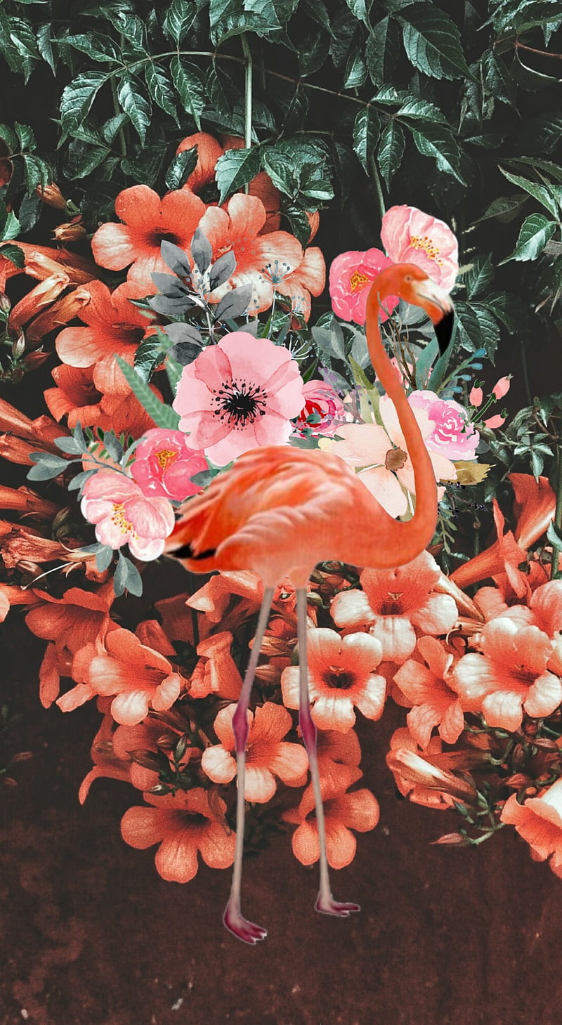 Flamenco Floral, flowers, flower, HD phone wallpaper
