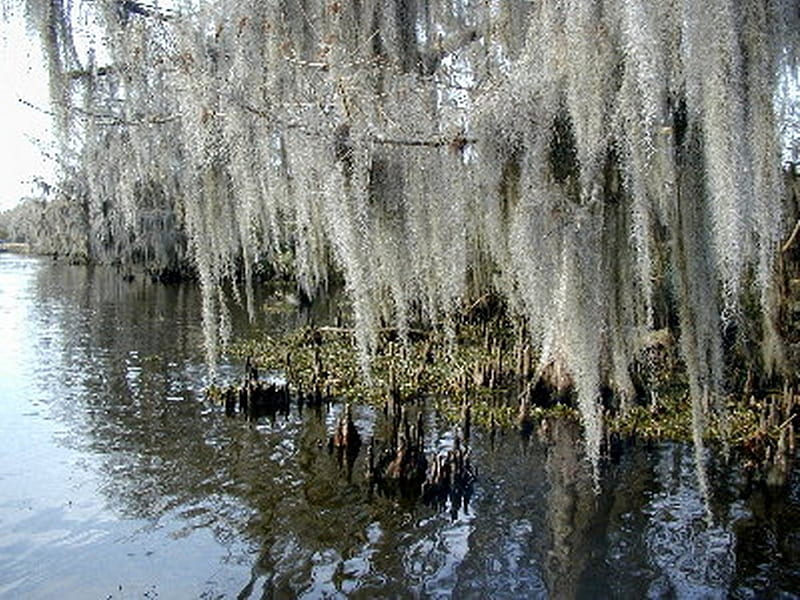 Spanish Moss on Trees, waterways, moss, hanging, bayou, HD wallpaper