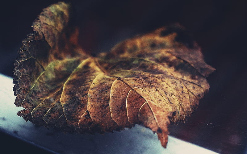 Close-Up of Dry Leaf, HD wallpaper