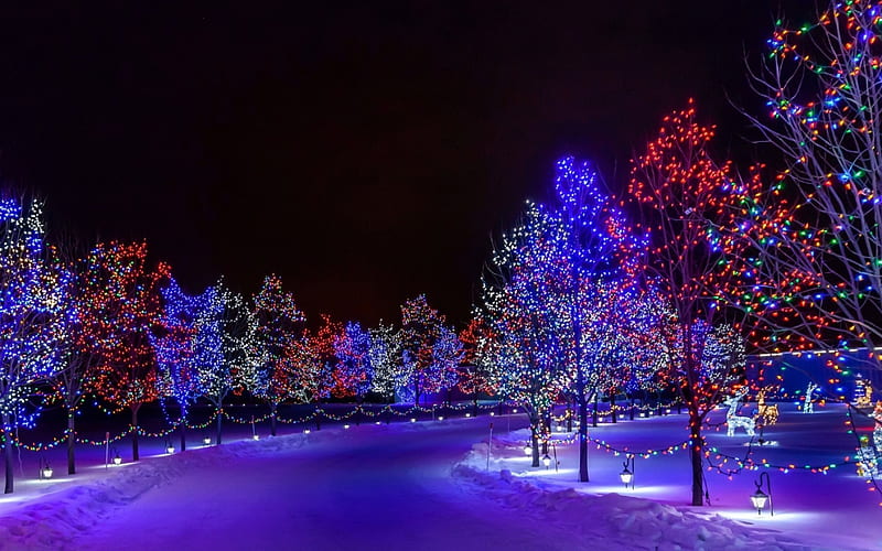 Christmas lights, red, tree, purple, craciun, christmas, blue, night, HD wallpaper