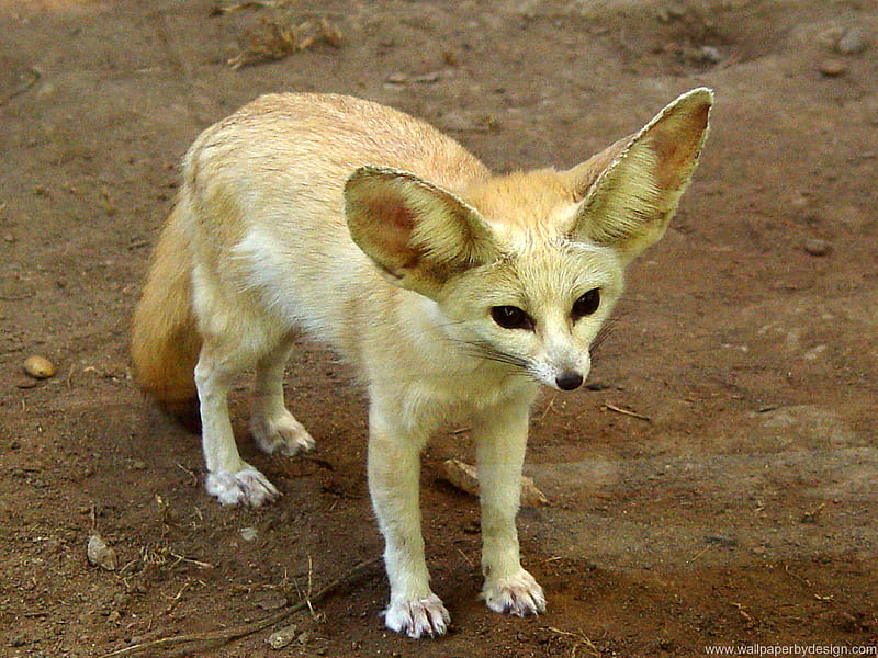 The Fennec Fox, small animals, foxes, nature, animals, dogs, HD wallpaper
