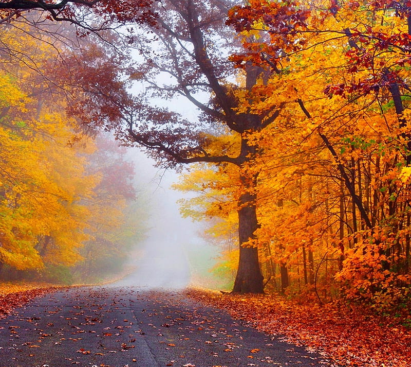Autumn, leaves, nature, road, HD wallpaper | Peakpx