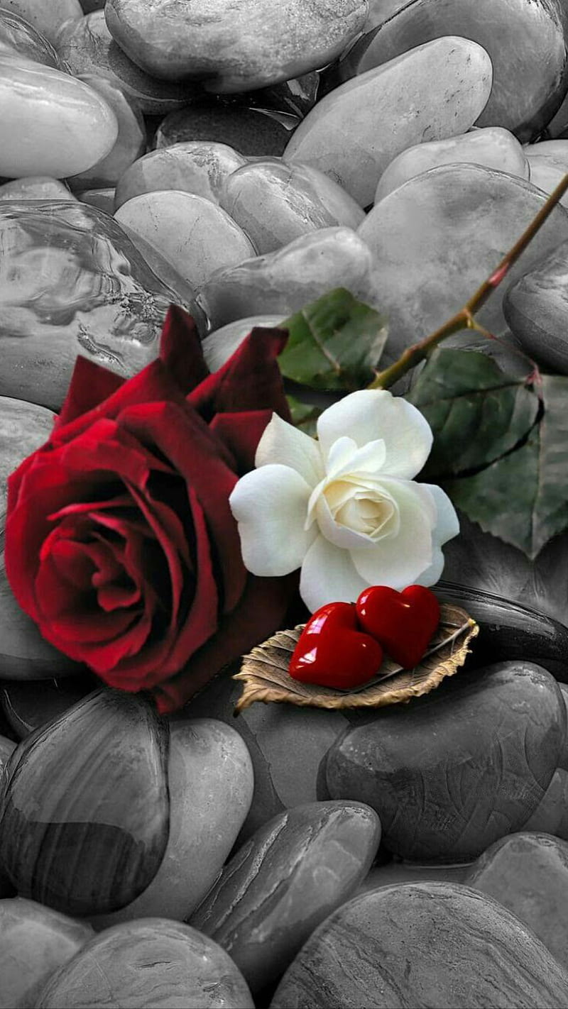 Roses, corazones, love romantic, rose, stones, HD phone wallpaper