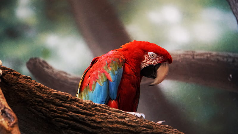 Macaw Parrot Closeup, macaw, parrot, birds, HD wallpaper