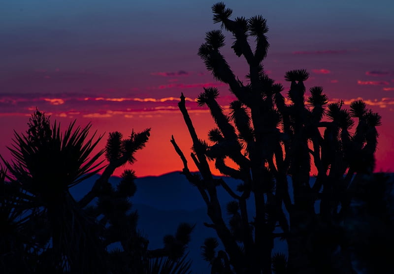 Mojave deserts at Sunset, California, red, evening, Sky, plants, HD wallpaper