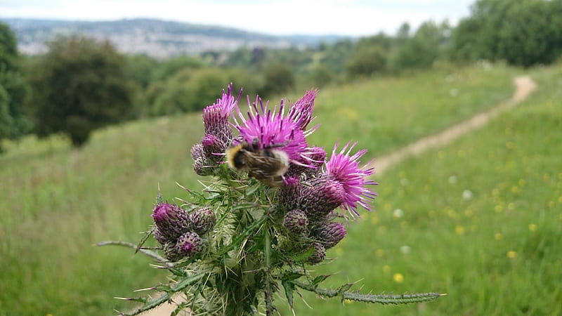 Bee, Nature, Thistle, Flower, HD wallpaper