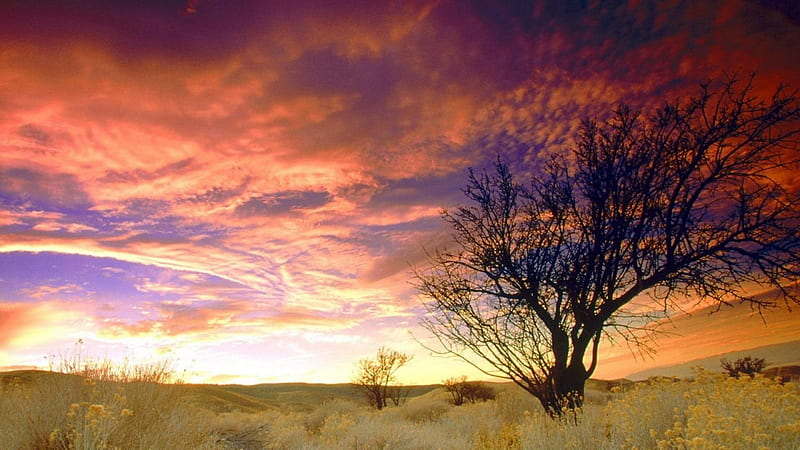 gorgeous sky over almond tree in cali, tree, sunset, clouds, sky, field, HD wallpaper