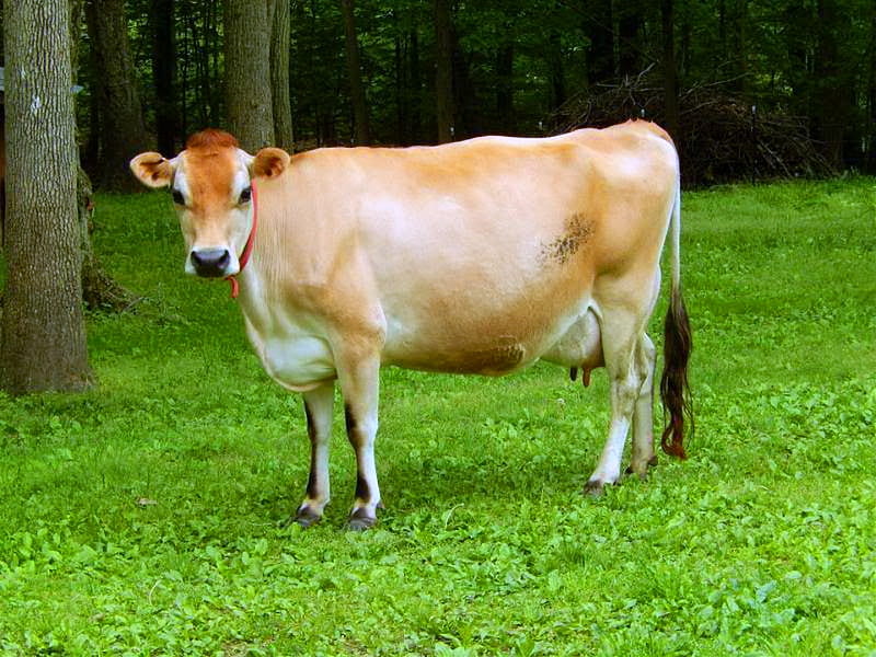 A pet for Elaine :), farm, cow, white, brown, HD wallpaper