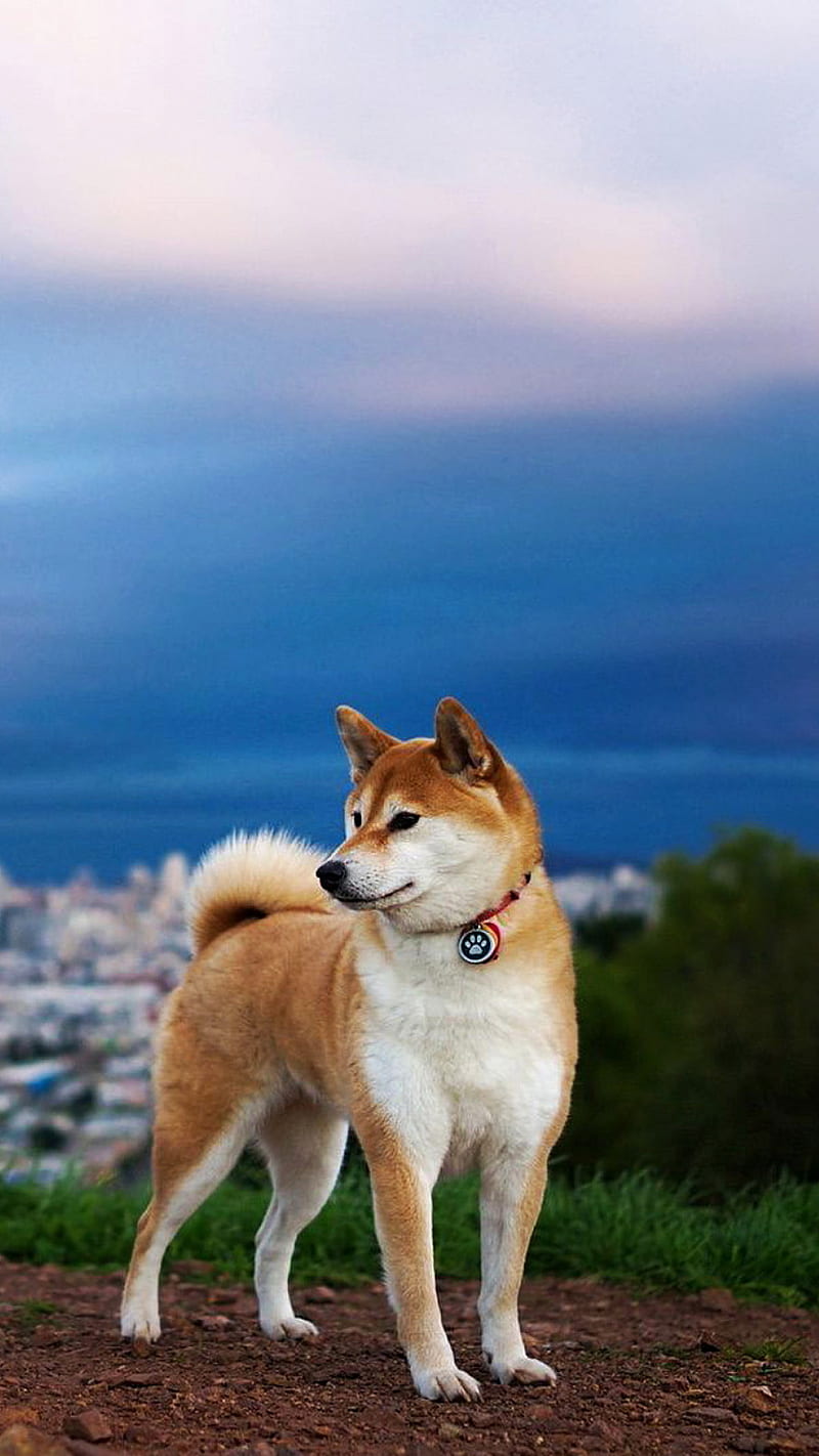 doggy, animal, dog, sky, HD phone wallpaper