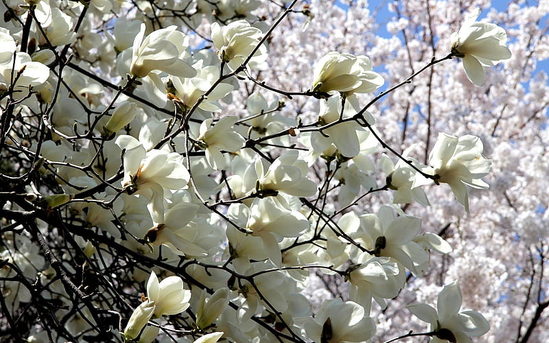 White Magnolia, magnolias, nature, spring, blooms, white, HD wallpaper