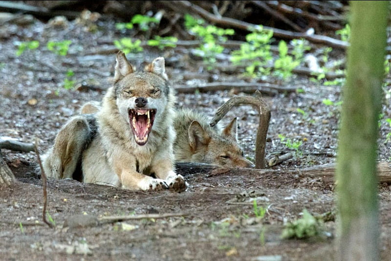 You disturb my Siesta !, predator, wolfpark, wolves, sleeping, angry, HD wallpaper