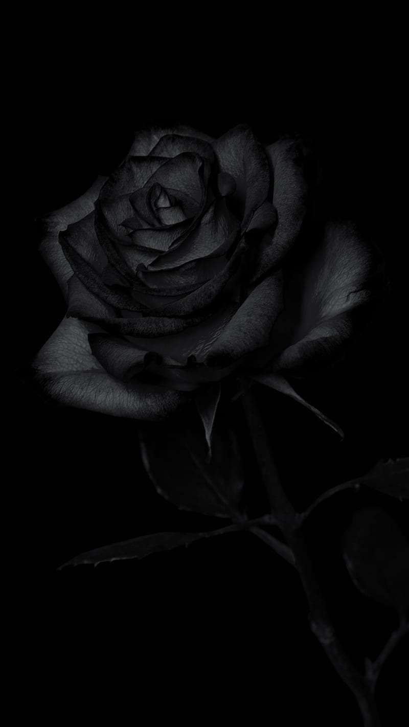 Rosas negras, rosa gótica, Fondo de pantalla de teléfono HD | Peakpx