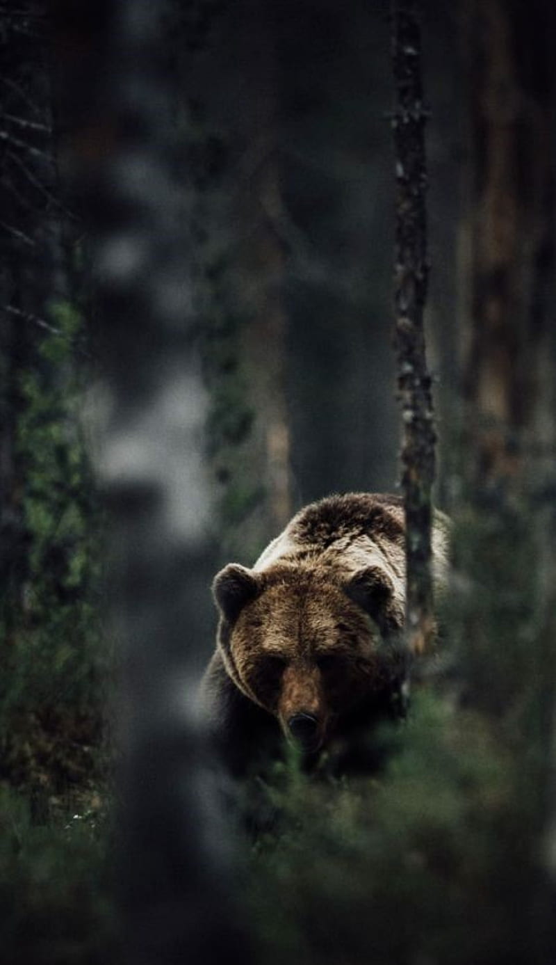 grizzly, bear, HD phone wallpaper