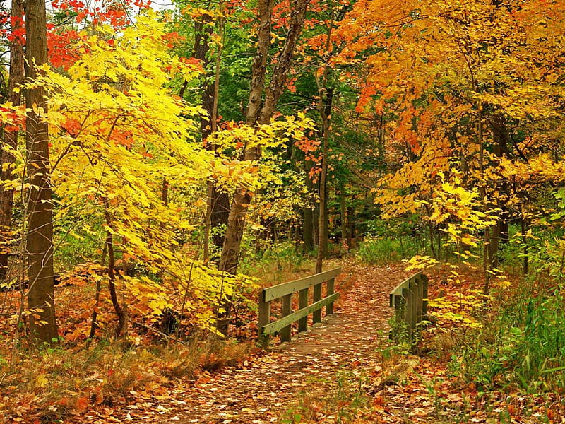 Fall scene, fall, red, pretty, falling, yellow, bonito, foliage, leaves, nice, bridge, path, season, scenery, harmony, forest, calmness, lovely, golden, trees, nature, scene, HD wallpaper
