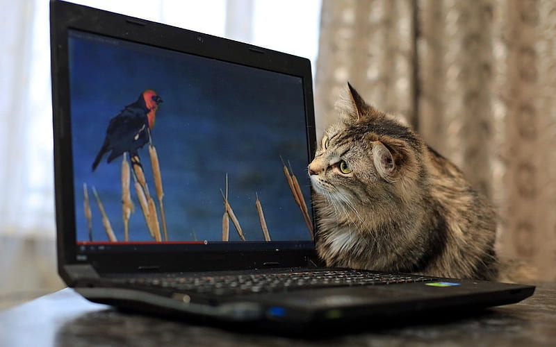 Pet cat, laptop, watching, HD wallpaper | Peakpx