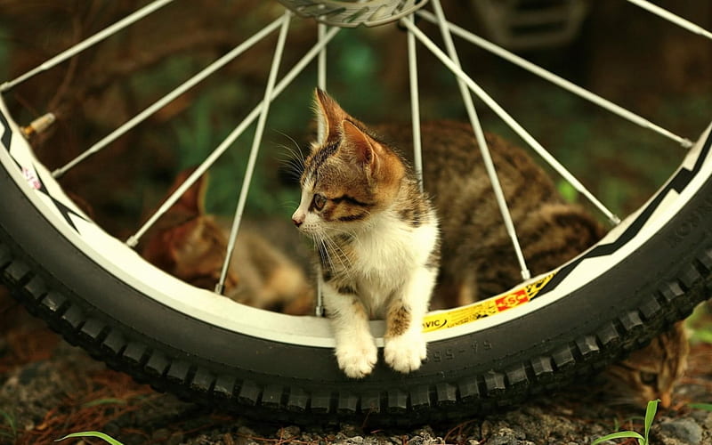 Beautiful Cat, spokes, wheel, tire, cat, HD wallpaper