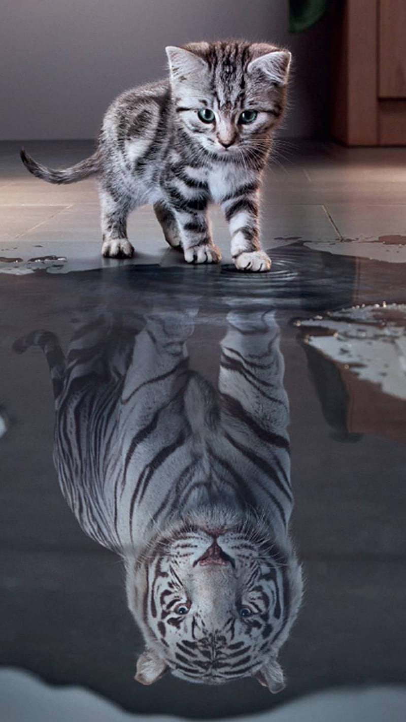 Kitty big cat, kitten, puddle, reflection, tiger, HD phone wallpaper