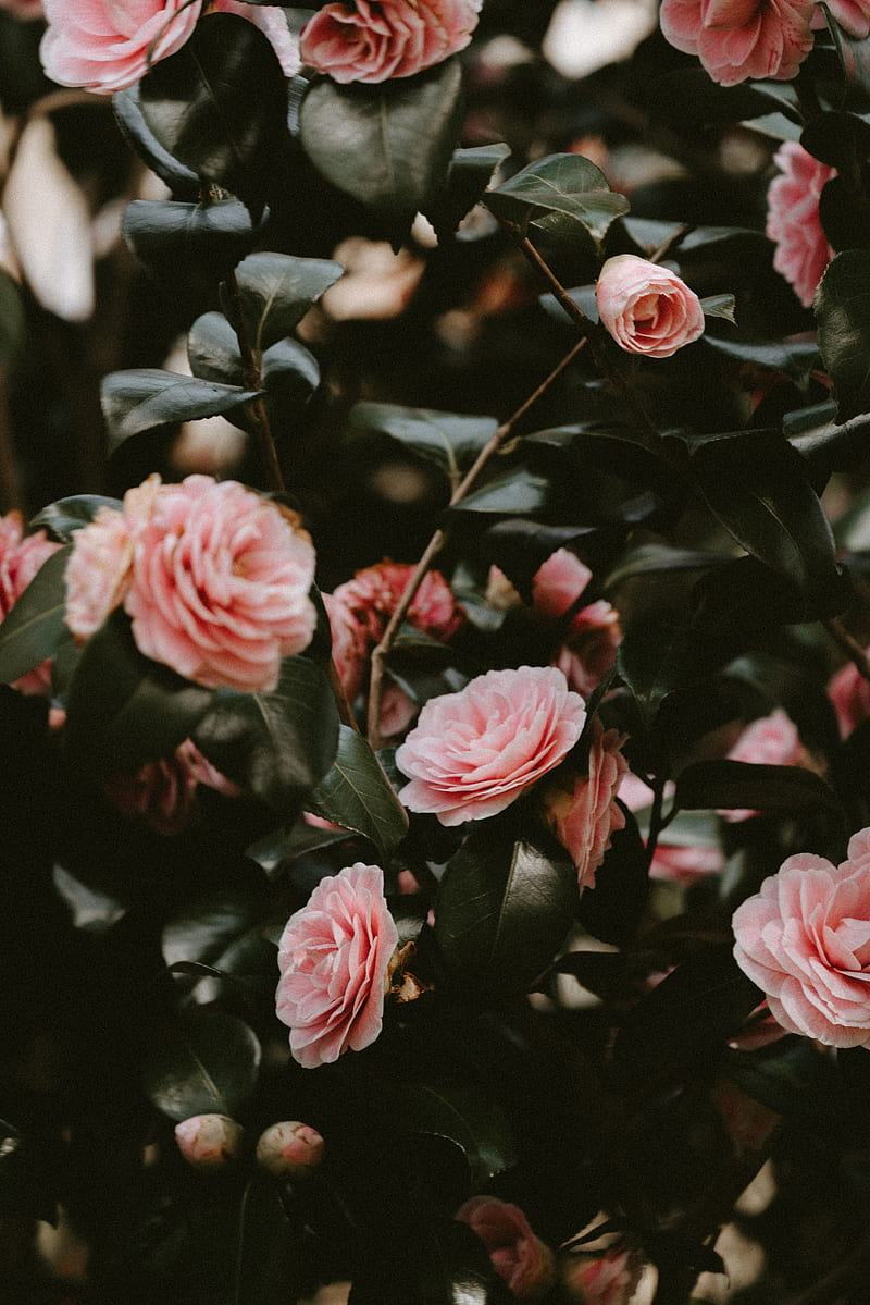 close view of pink garden roses, HD phone wallpaper