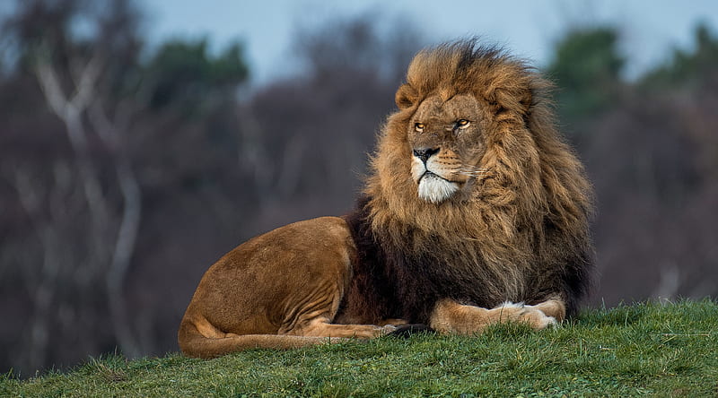 Lion King Ultra, Animals, Wild, Nature, Lion, Animal, HD wallpaper