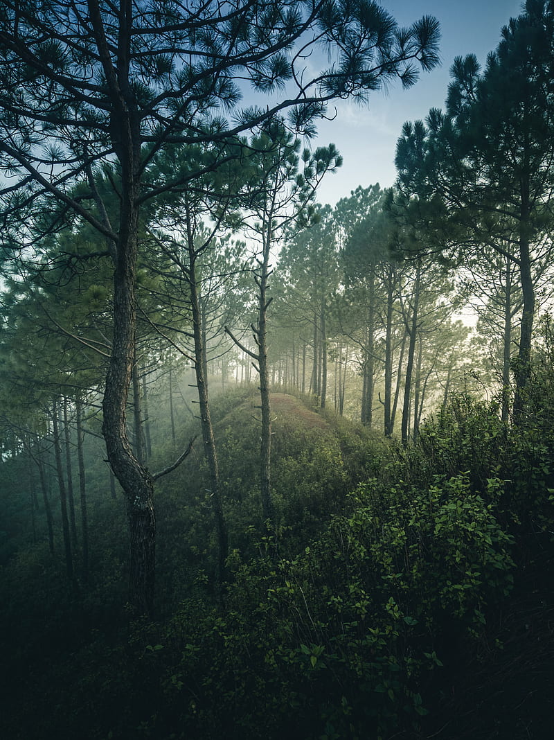 forest, trees, hill, bushes, branches, HD phone wallpaper