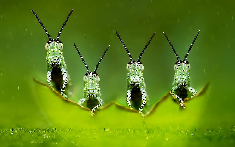 Grasshoppers, grasshopper, greiere, green, insect, funny, leaf, HD wallpaper