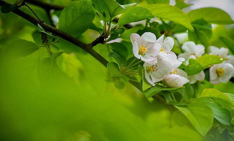 Apple blossoms, apple, pretty, lovely, bonito, spring, tree, blossoms, flowering, blooms, HD wallpaper