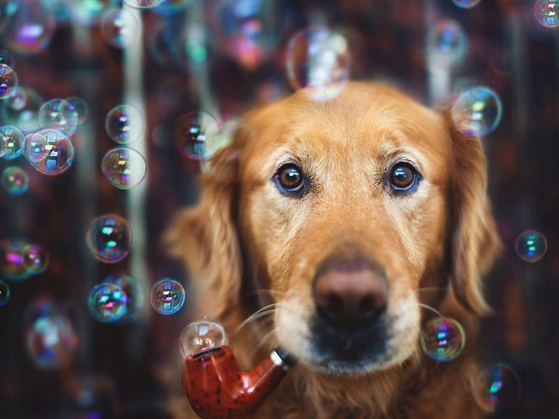 dog blowing bubbles, bubbles, blowing, dogs, dog, HD wallpaper
