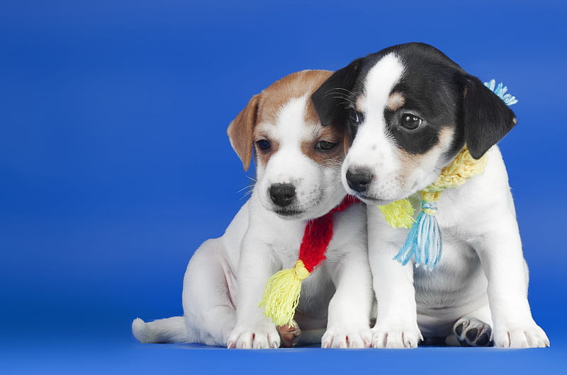 *** Puppies with scarves ***, puppies, two, animals, dogs, dog, animal, HD wallpaper