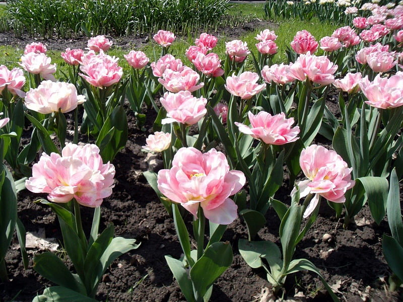 Double Tulips, flowers, tulips, bloom, pink, HD wallpaper