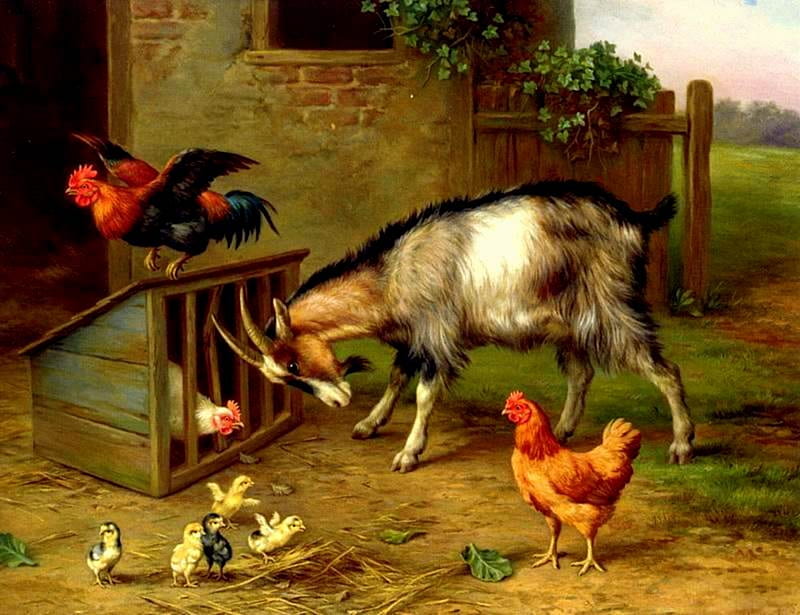Farmlife, fence, rooster, chicken, barn, vine, goat, chicks, chickens, animals, HD wallpaper