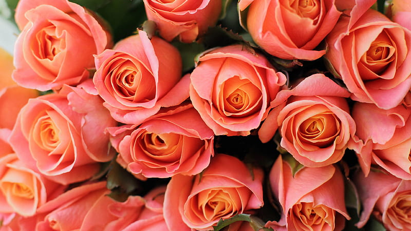 Ramo de flores rosas de color naranja claro flores, Fondo de pantalla HD |  Peakpx