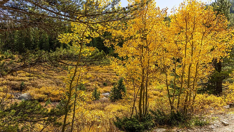 Golden willows and backlit aspens in Colorado, creek, leaves, trees, colors, autumn, landscape, usa, HD wallpaper
