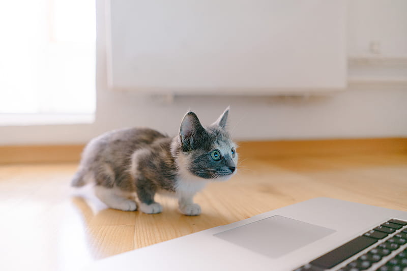 calico kitten standing in front of MacBook Pro, HD wallpaper