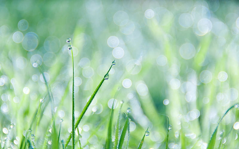 Grass And Dew, dew, nature, green, grass, HD wallpaper | Peakpx