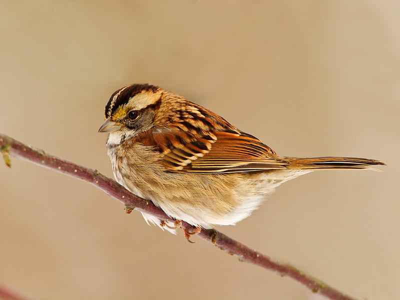 White Throated Sparrow, white-throated-sparrow, HD wallpaper