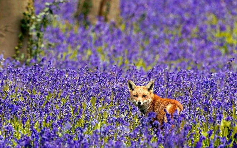Fox, flowers, midst, field, bluebells, HD wallpaper