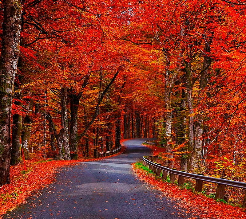 Autumn Road, color, HD wallpaper
