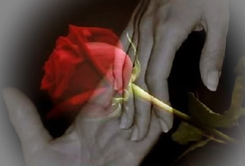 Te iubesc!, hands, red, rose, man, woman, HD wallpaper