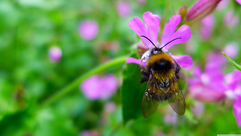 bumblebee collects nectar, flower, insect, bee, pink, HD wallpaper