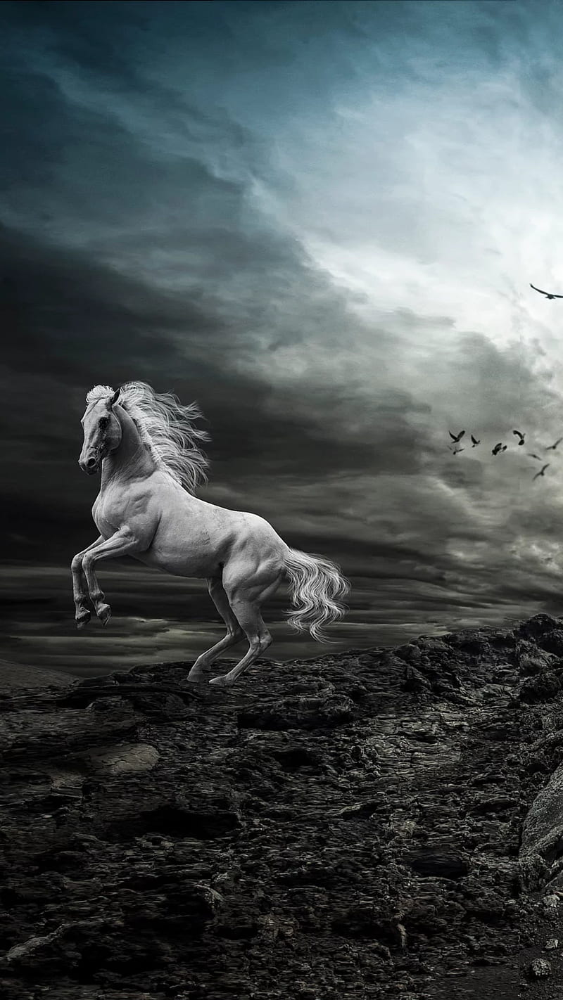 White horse, animal, birds, cloudy, HD phone wallpaper | Peakpx