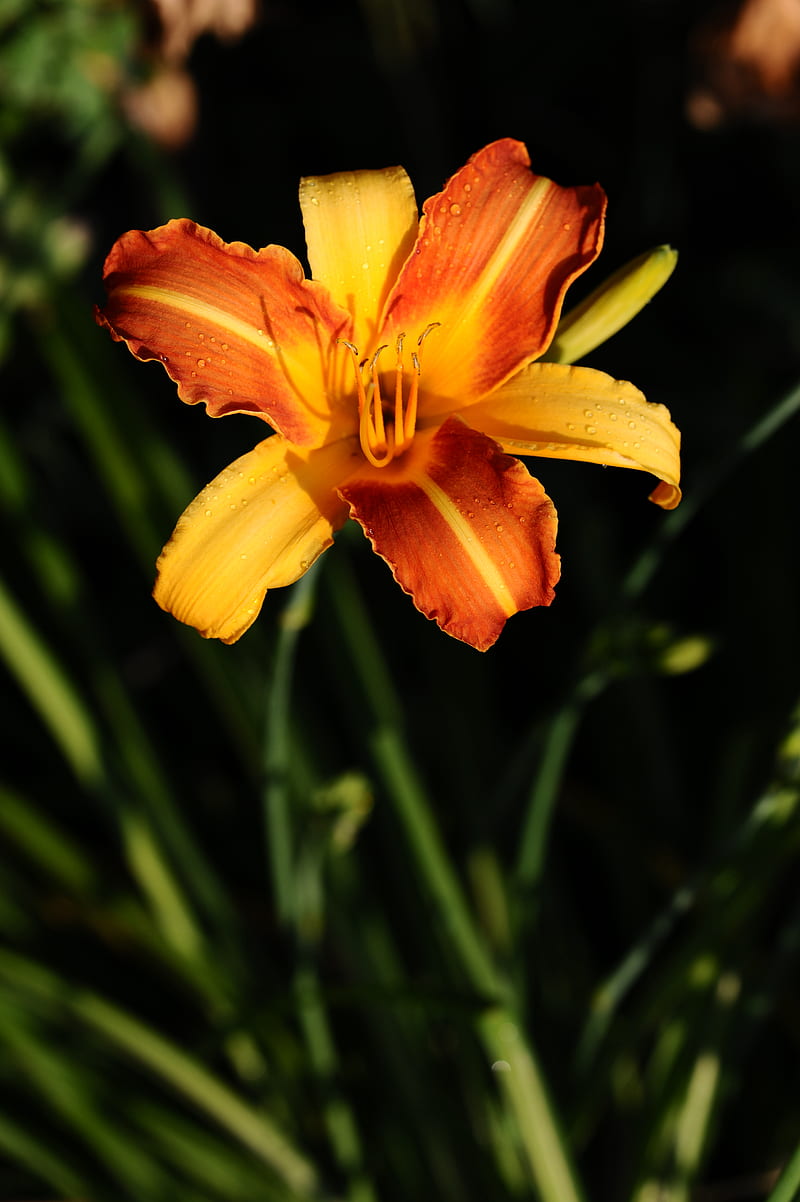 lily, orange, flower, wet, petals, HD phone wallpaper