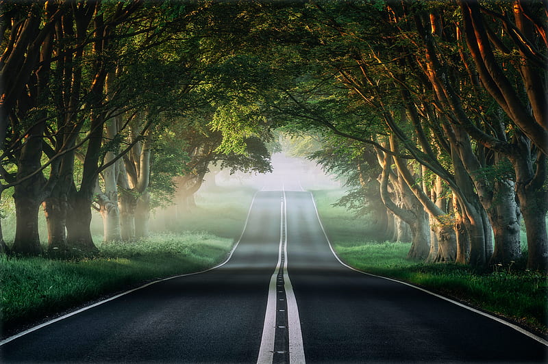 forest, mist, trees, long road, Nature, HD wallpaper