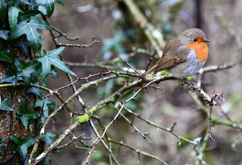 european robin, bird, branches, leaves, wildlife, HD wallpaper