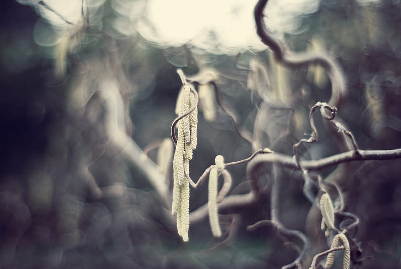 Birch, blur, catkins, branches, HD wallpaper