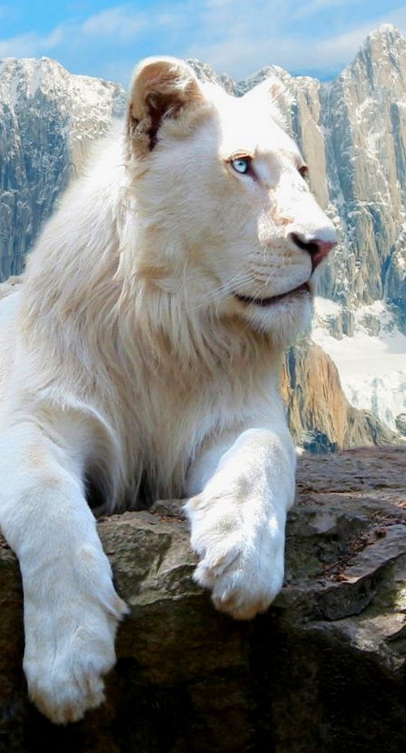 Animales, león, blanco, Fondo de pantalla de teléfono HD | Peakpx