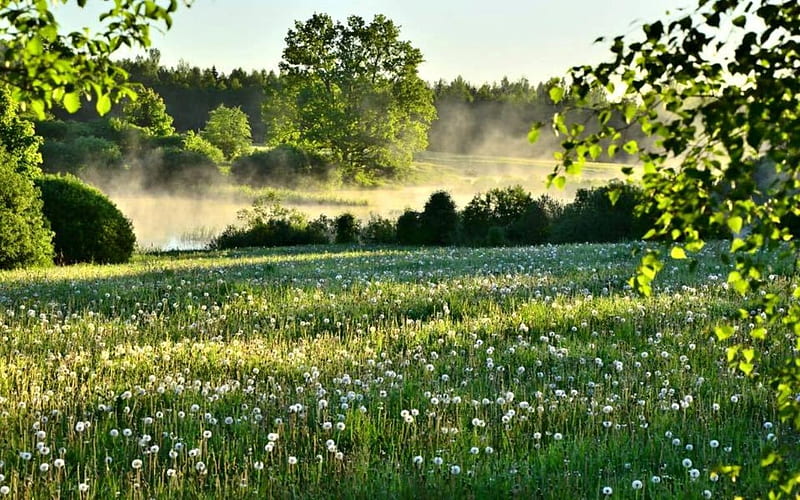 Dandelion Meadow in Latvia, Latvia, trees, meadow, dandelions, HD wallpaper