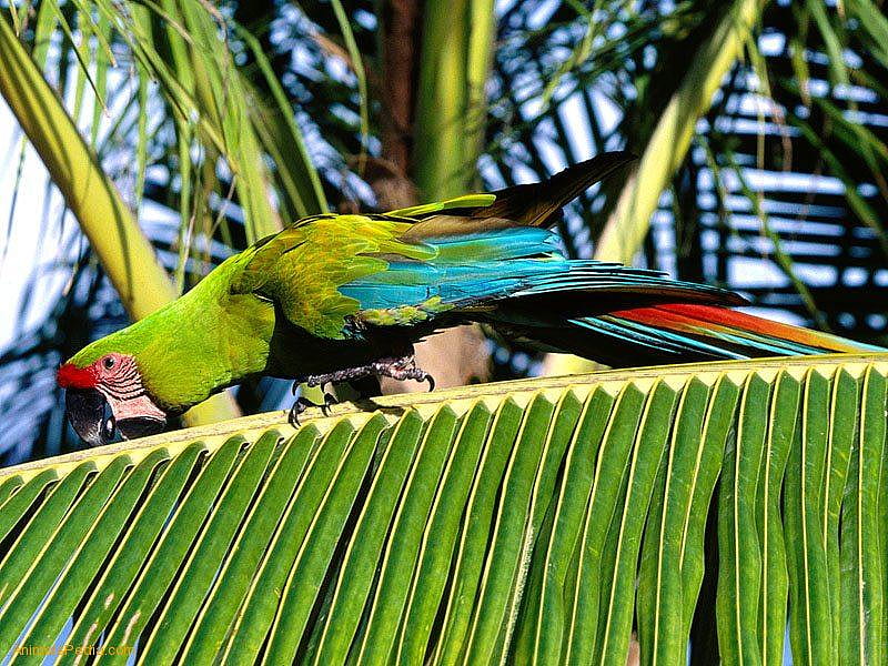 Macaw Honduras, tree, palm frond, colourful, bird, macaw, tropical, HD wallpaper