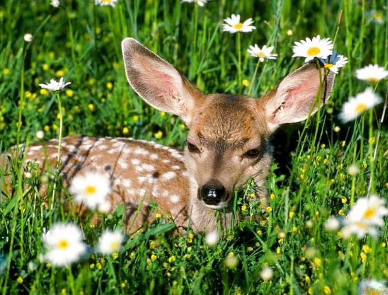 A LITTLE BIT COUNTRY, daisies, fawn, juveniles, green, grass, babies, fields, deer, HD wallpaper
