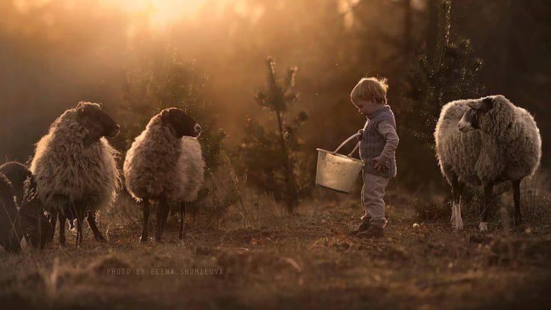 Together we are friends, sheep, boy, child, animal, HD wallpaper