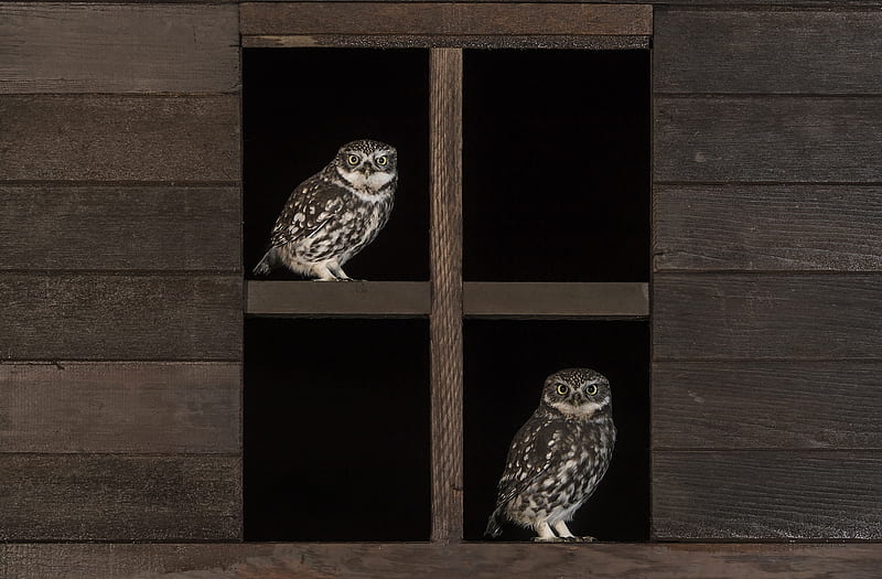 Owls, owl, bufnita, bird, brown, pasari, black, wood, barn, HD wallpaper